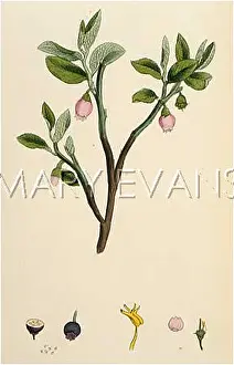 Vaccinium: VACCINIUM MYRTILLUS