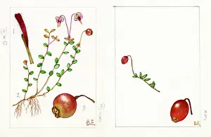 Sprawling: Vaccinium oxycoccos - cranberry