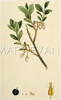 Vaccinium: VACCINIUM ULIGINOSUM