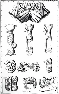 Unpublished: Vagina and Placenta. From Bartolommeo Eustachi