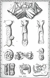 Unpublished: Vagina and Placenta. From Bartolommeo Eustachi
