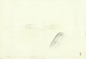 Gobiidae: Valenciennea strigata, blueband goby