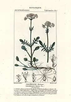 Coronata: Valerian, Valeriana dioica