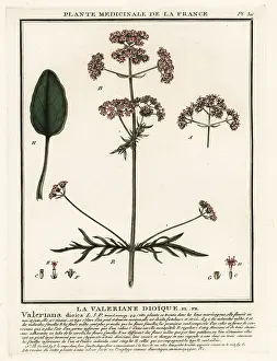 Valerian: Valerian, Valeriana dioica