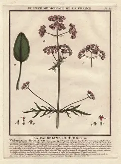 Valerian: Valerian, Valeriana officinalis