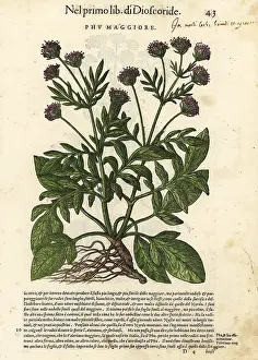 Mattioli: Valerian, Valeriana officinalis