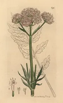 Valerian: Valerian, Valeriana officinalis