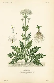 Maubert: Valerian, Valeriana officinalis