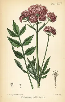 Valerian: Valerian, Valeriana officinalis