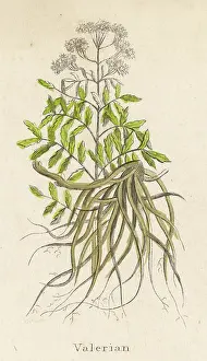 Valerian: VALERIANA OFFICINALIS