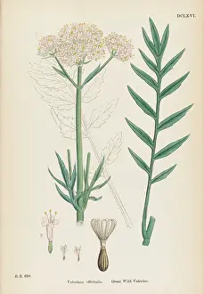 Valerian: VALERIANA OFFICINALIS