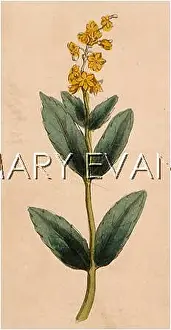 Valeriana: VALERIANA OFFICINALIS