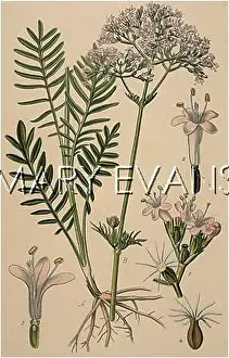 Valerian: VALERIANA OFFICINALIS
