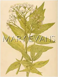 Valerian: VALERIANA OFFICINALIS