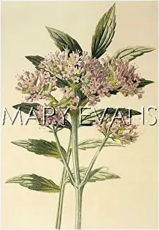 Valerian: VALERIANA OFFICINALIS