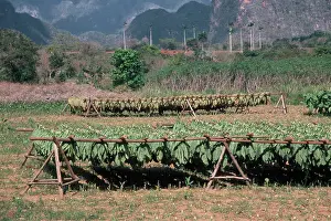 Fermentation: Valle de Vinales - Leaves of tobacco drying