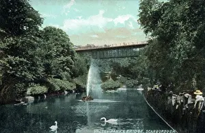 Swans: Valley Park and Bridge, Scarborough