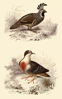 Columba: A Valley Quail and Luzon's Bleeding Heart