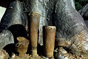Tongan: Valley Tonga drum set standing at base of Baobab tree