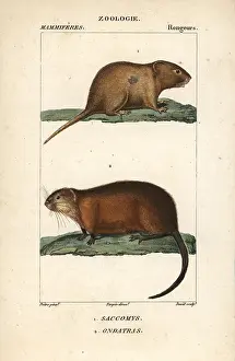 Muskrat: VALUE!