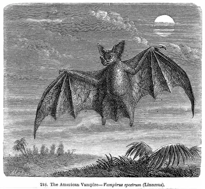 Suck: VAMPIRE BAT - 1