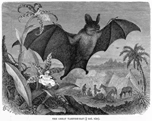 Suck: VAMPIRE BAT - 2