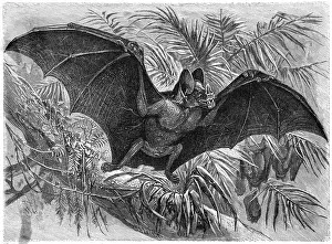 Bats: VAMPIRE BAT - 3