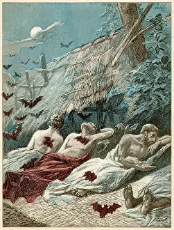 VAMPIRE BATS