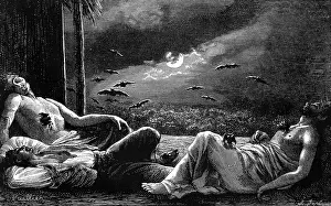Sleepers: Vampire bats attack sleepers