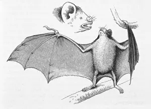 Desmodus: VAMPIRE BATS/DARWIN