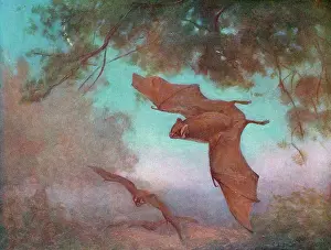 VAMPIRE BATS/SWAN