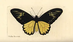 Polls: Van de Poll's birdwing butterfly, Troides