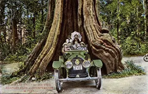 Fits: Vancouver, Canada - Cadillac 8 - Big Tree, Stanley Park