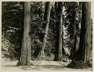 Cedars: Vancouver, Canada - A Driveway in Stanley Park
