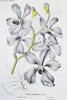 Caerulea: Vanda caerulea, Himalayan orchid