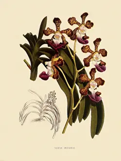 Nugent: Vanda Insignis
