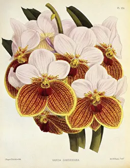Nugent: Vanda Sanderiana