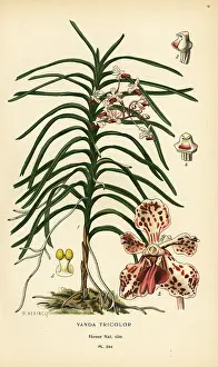 Vanda: Vanda tricolor orchid