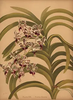 Vanda: Vanda tricolor var. suavis orchid