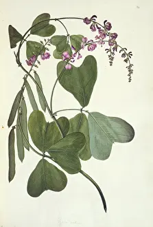 Polydore: Vandasia retusa