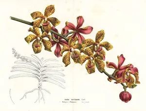Moluccas: Vandopsis lissochiloides orchid