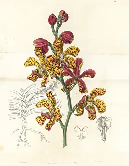 Lindley: Vandopsis lissochiloides orchid