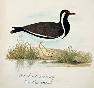 Bushby: Vanellus indicus, red-wattled lapwing
