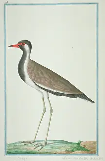 Gideon: Vanellus indicus, red-wattled lapwing