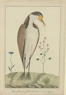Vanellus: Vanellus miles, masked lapwing