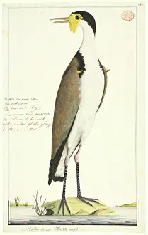 Vanellus: Vanellus miles, masked lapwing
