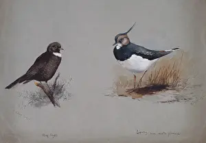 Vanellus: Vanellus vanellus, northern lapwing, Turdus torquatus, ring