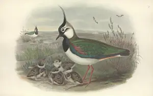 Brow: Vanellus vanellus, northern lapwing