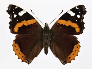 Stripey: Vanessa atalanta, red admiral