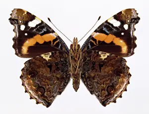 Stripey: Vanessa atalanta, red admiral